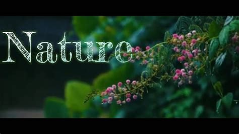Into The Nature Cinematic Video With Relexing Music Youtube