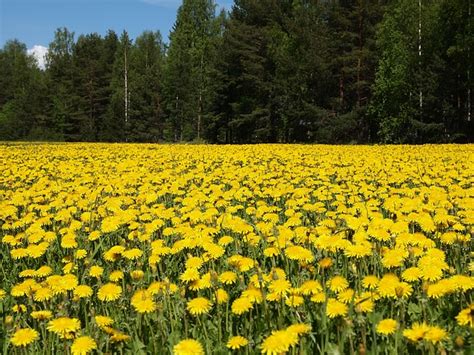 Dandelion Field Landscape · Free Photo On Pixabay