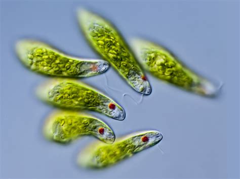 Euglena Under Microscope Labeled