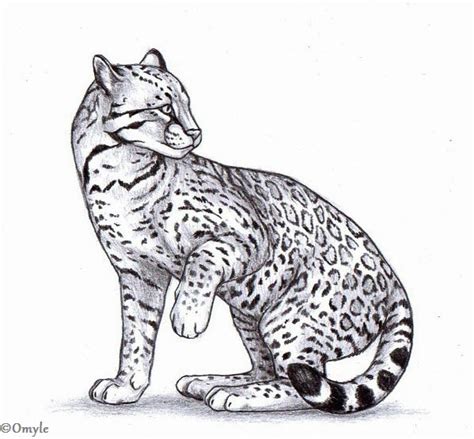 Ocelot By Omyle On Deviantart