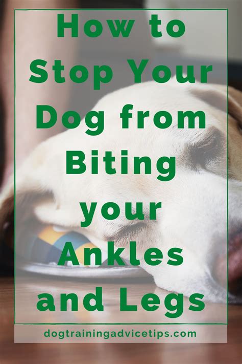 How To Stop Your Dog From Biting Your Ankles And Legs Dog Training