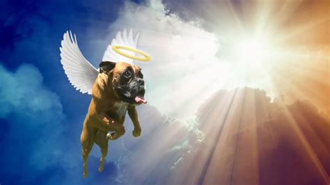 Dogs In Heaven By Eliezer Gonzalez Good News Unlimited