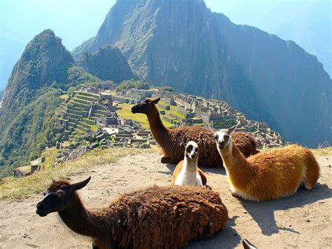 Llamas Just Chilling Out High Above Machu Picchu Peru Check Out Our