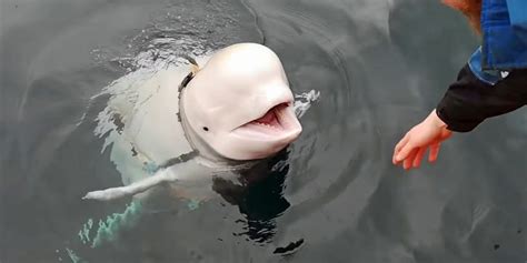 Beluga Whale Accused Of Being Russian Asset Is Friendly Plays Fetch