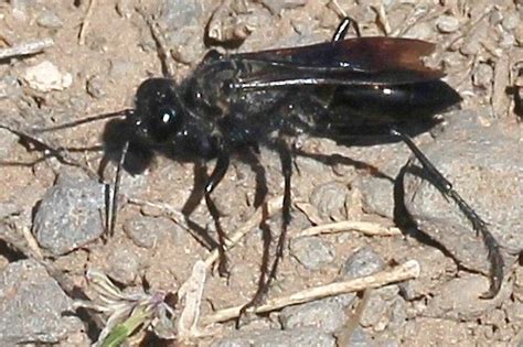 Flying Insect Black Wasp Like Bugguidenet