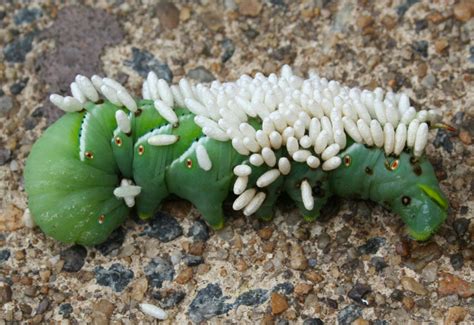 Tomato Hornworm Parasitized By Braconid Wasps What S That Bug