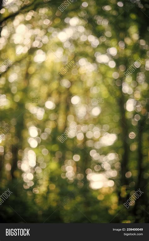 Bokeh Forest Backdrop Image And Photo Free Trial Bigstock