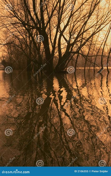 Trees In A Flooded River Stock Image Image Of National 2106355