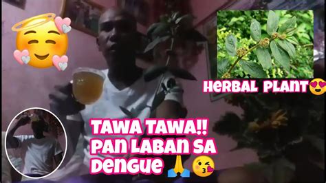 Herbal Plant Tawa Tawa Pan Laban Sa Dengueaprilrosevlog Youtube