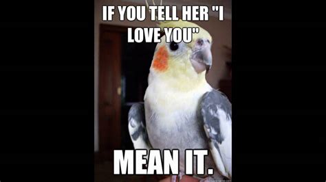 Funny Bird Quotes Youtube