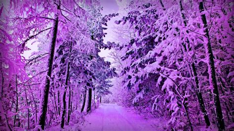 Purple Forest Wallpapers Top Free Purple Forest Backgrounds