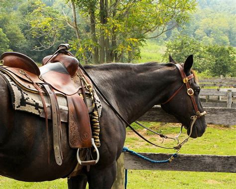 Horse Western Saddle Pomel · Free Photo On Pixabay