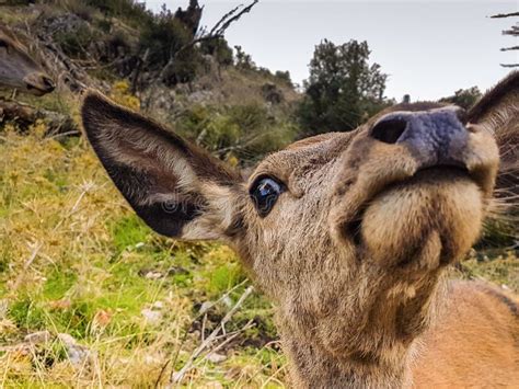 Funny Baby Deer Portrait Looking At The Camera A Close Up Look Stock