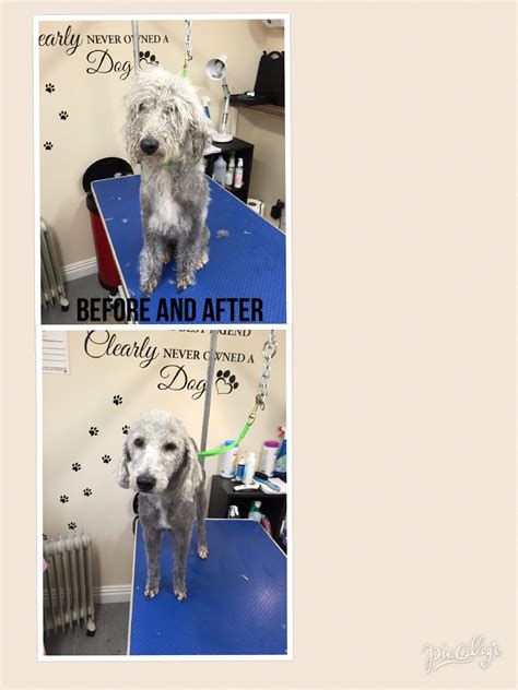 With consistent 5 star reviews from our clients we strive to be the best. Pampered Pooch Pet Dog grooming DE75 7HX Heanor