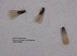 Gnat Vs Termite Images