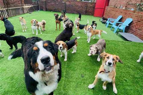 Why Should You Consider Choosing Doggy Day Care The Dogs