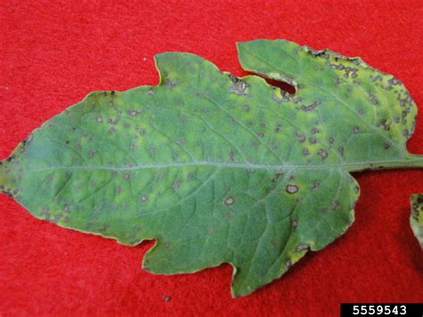 Septoria Leaf Spot Septoria Lycopersici