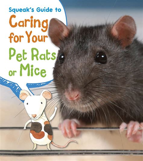 Squeaks Guide To Caring For Your Pet Rats Or Mice Pets Guides