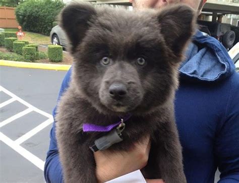 11 Dogs So Adorable They Look Like Stuffed Animals