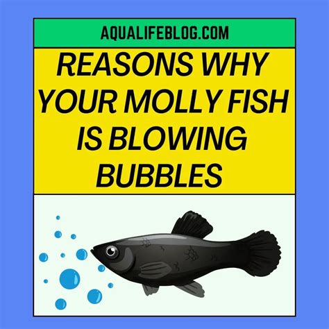 3 Reasons Why Your Molly Fish Is Blowing Bubbles Aqualife