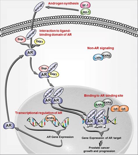 Schematic Representation Of The Signaling Pathways On Androgen Receptor