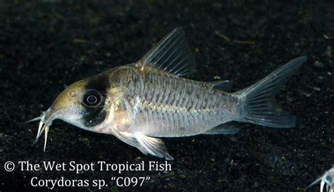 Wet Spot Tropical Fish Corydoras Corydoras Sp C097 Masked Cory