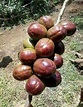 Siniguelas - Sere Fruit