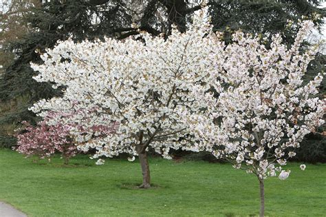 Trees And Plants White Cherry Blossoms Trees