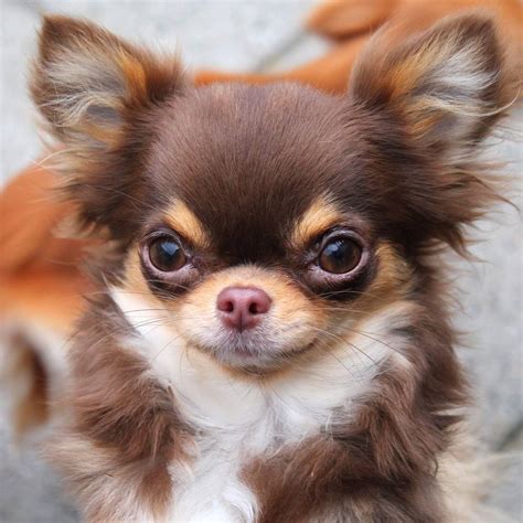 Chocolate Tri Longcoat Apple Head Chihuahua Chihuahua Lover Chihuahua
