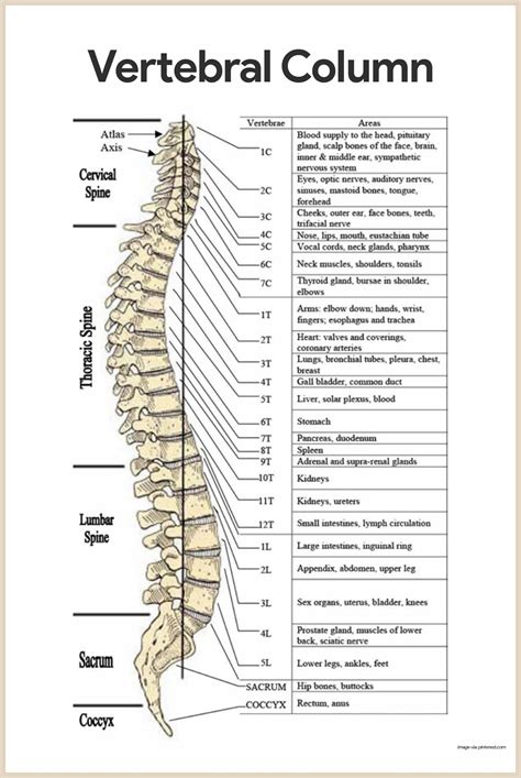 Skeletal System Vertebral Column Images And Photos Finder