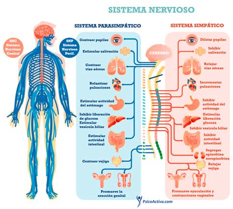 Relación del Sistema nervioso y reproductor | Mind Map