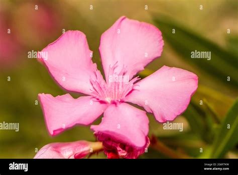 Close Up View Of Oleander Flowers Nerium Oleander Stock Photo Alamy