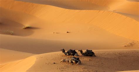 Sand Dunes Camels And Clay Castles In Moroccan Desert