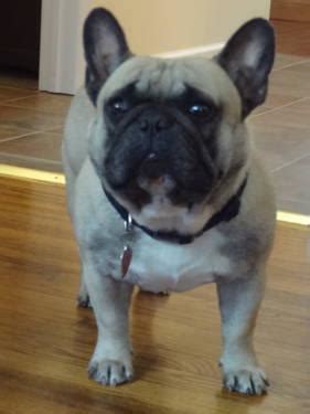 If you're looking for french bulldogs in new jersey, you came to the right place. French Bulldog Puppies for Sale in Fredon, New Jersey ...