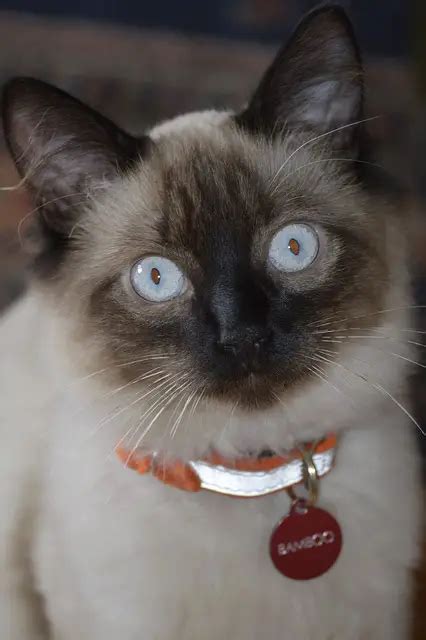 Do Balinese Cats Trigger Allergies Facts You Need To Know Stop Cats