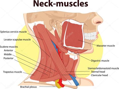 Ilustración vectorial de anatomía de los músculos del cuello