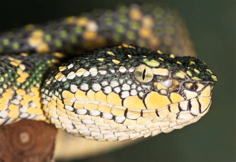 Portrait Of A Yellow Green Snake Stock Photo Image Of Poisonous