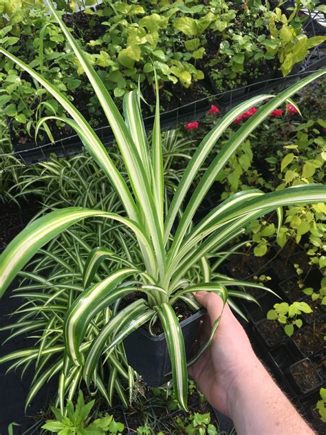 3 Spider Plants Naturally Air Purifying House Plant In 4 Pots Easy