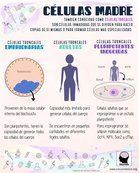 Células Madre Tipos De Celulas Madre Celulas Troncales Celulas Madre