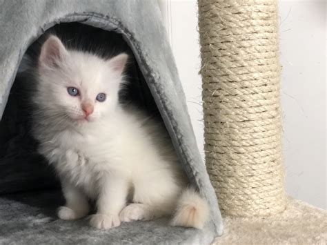 Ragdoll Cats For Sale Florence Ky 262987 Petzlover