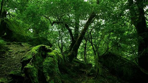 1130699 Sunlight Landscape Forest Nature Branch Green Wilderness