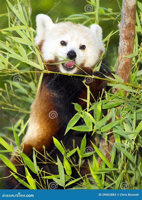 Red Panda Eats Regular Diet Of Bamboo Shoots And Tree Branches Stock