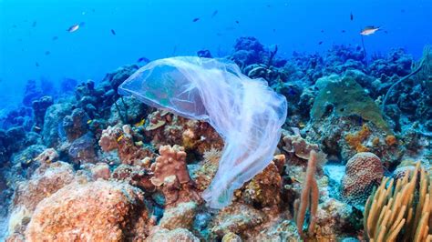 The main article for this category is water pollution in malaysia. Plastic Waste sickens Coral Reefs - Clean Malaysia