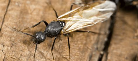Ants That Look Like Termites