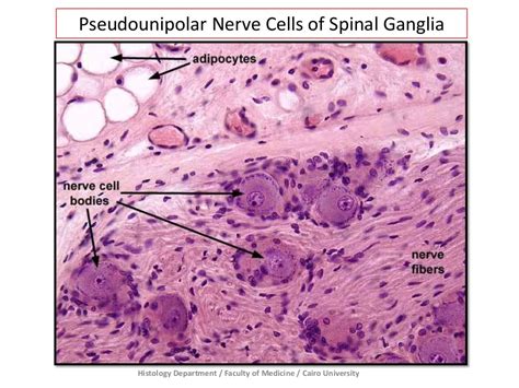 Nervous Tissue Prac Histology