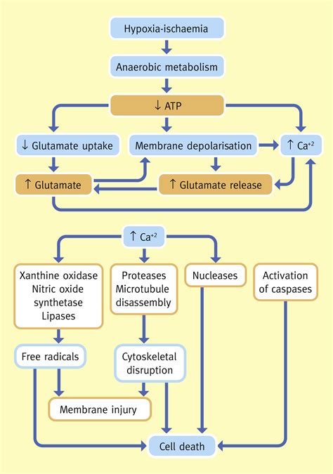 Hypoxic Ischaemic Encephalopathy Paediatrics And Child Health