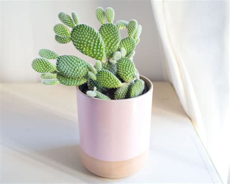 Cactus Houseplants Elicit Many Feelings From Fear To Fascination