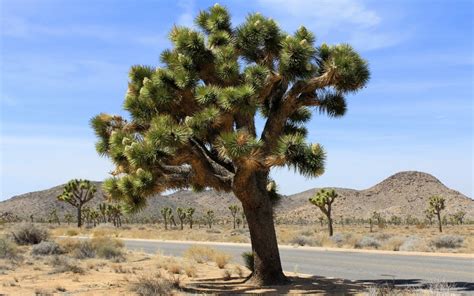 Download Joshua Tree National Park Hd 4k Wallpapers For Apple Watch