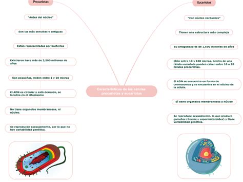 Características De Las Células Procariotas Mind Map