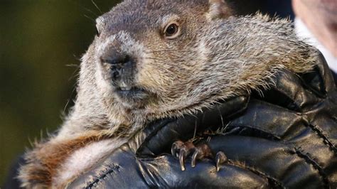 La marmota Phil pronostica seis semanas más de invierno